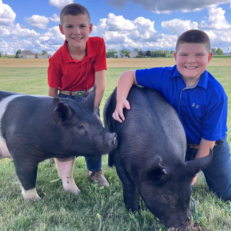 two boys with two pigs on a pretty day