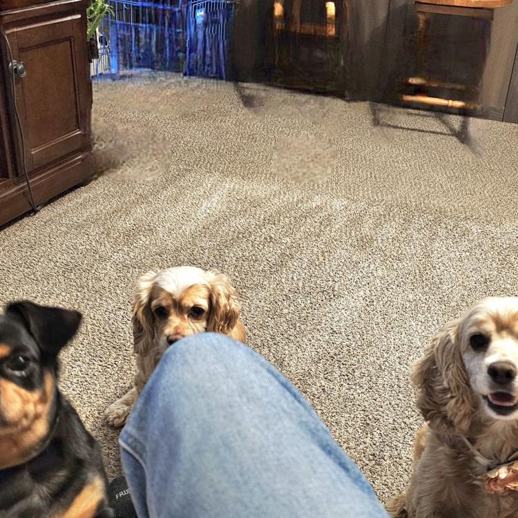 five dogs on floor, looking at person