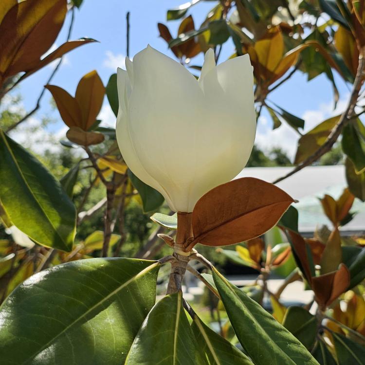 blossom on magnolia tree