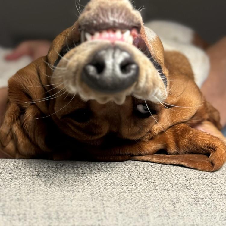 smiley dog lying on back