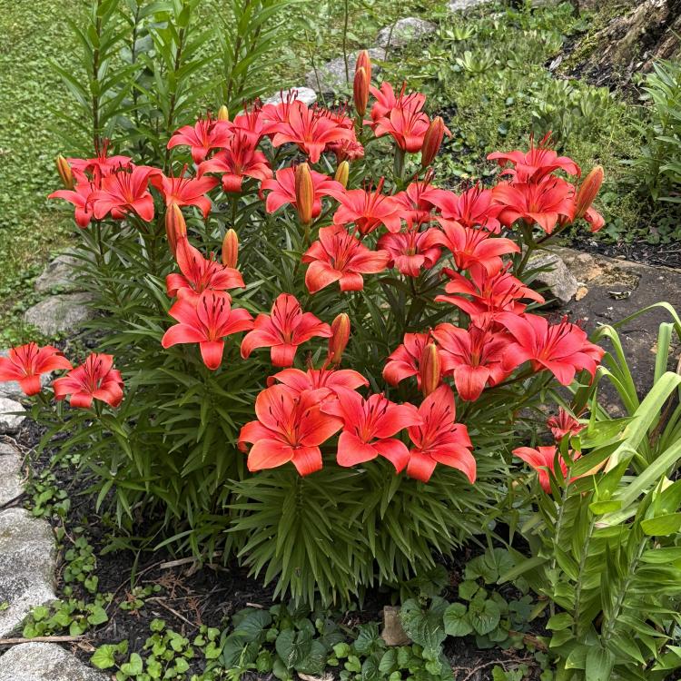 red lilies