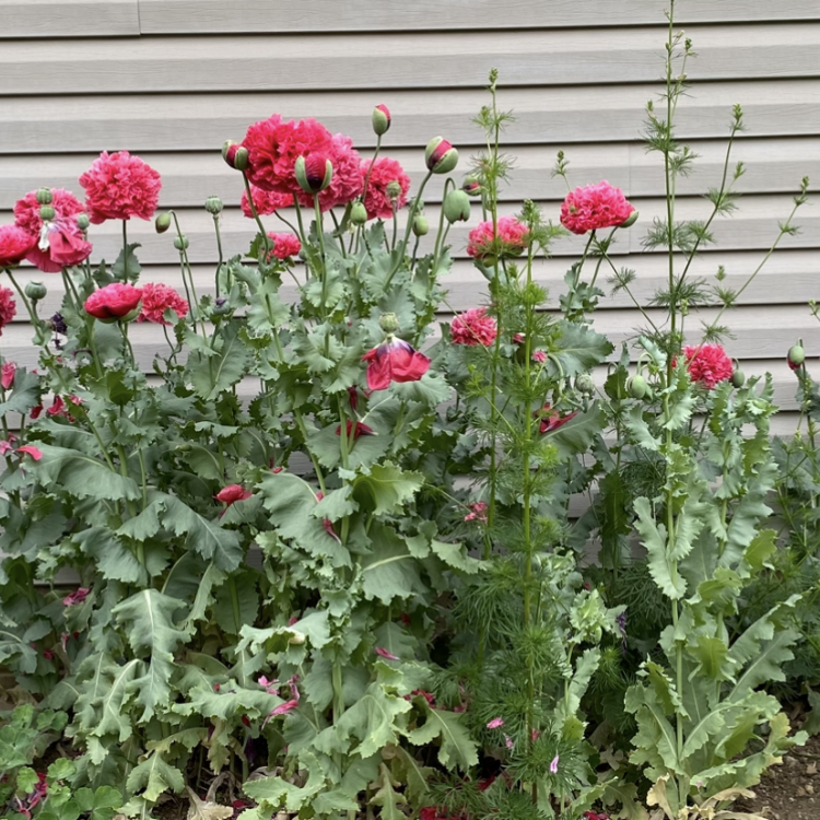 pink poppies
