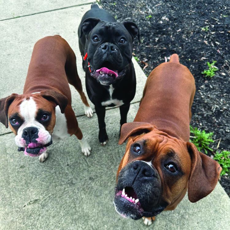 three smiley boxer dogs