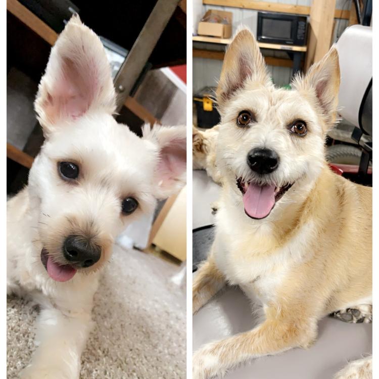 two small smiley dogs