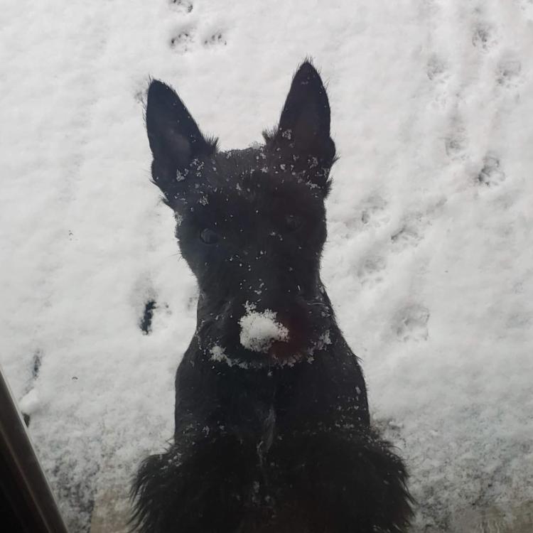 Scottie dog in the snow