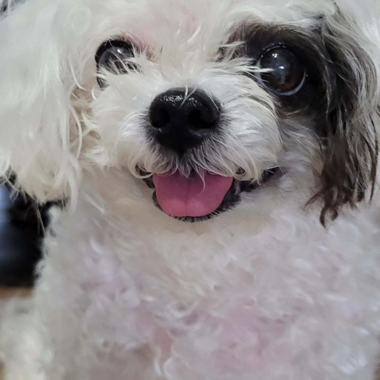 small white dog with black patch over one eye