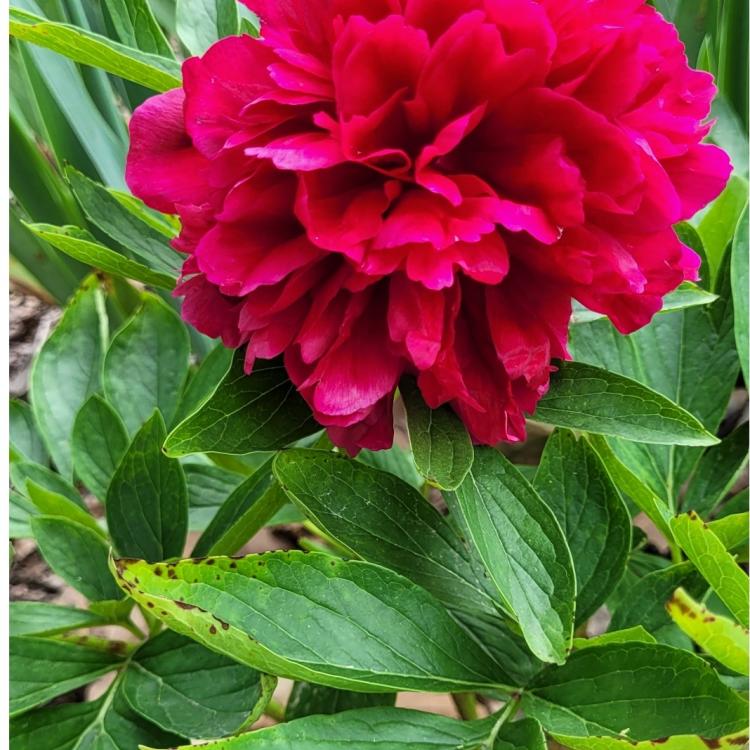 bright red-pink peony flower