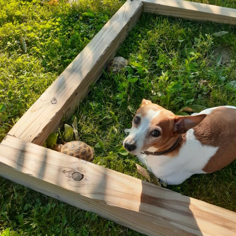 brown and white dog on grass by tortoise