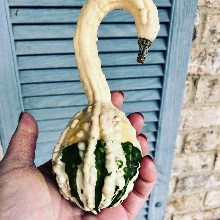 gourd shaped like a swan