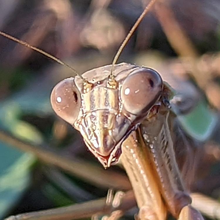 very close shot of praying mantis head