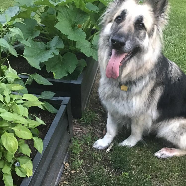 shepherd dog in garden