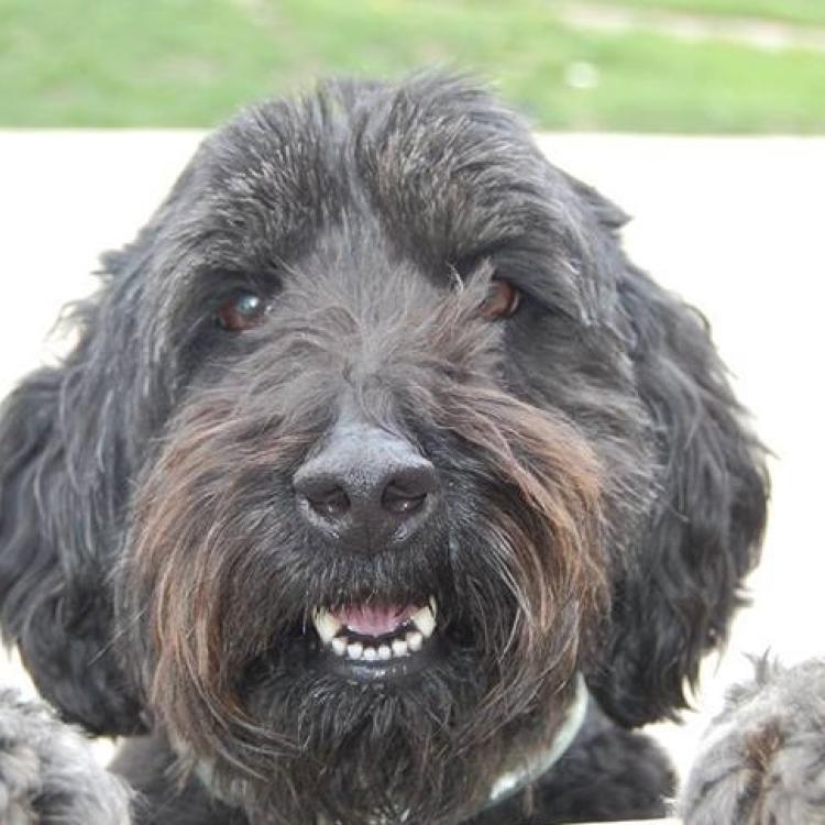 smiley black dog