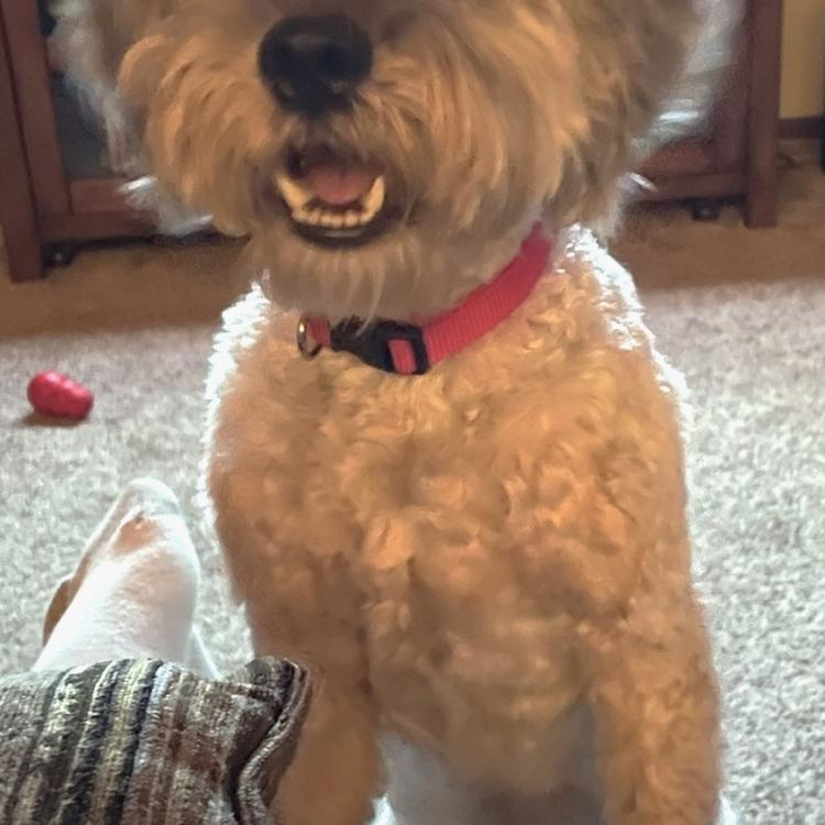 fluffy dog with red collar