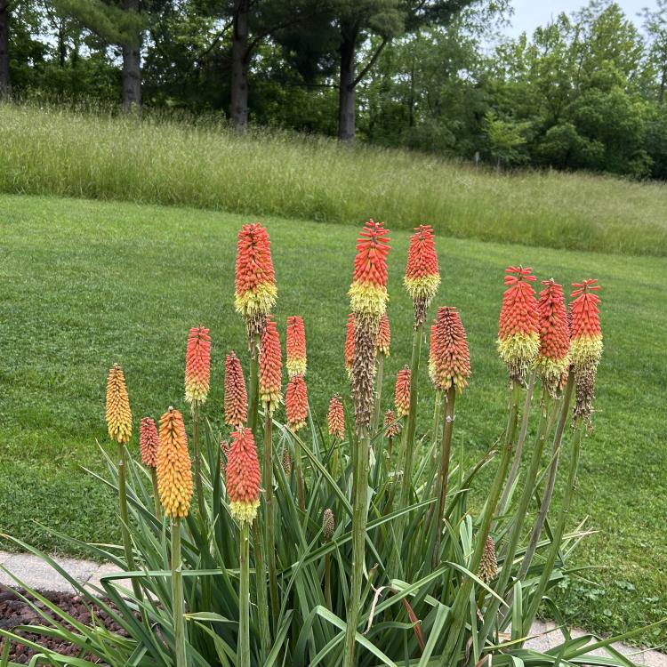 orange and yellow flowers