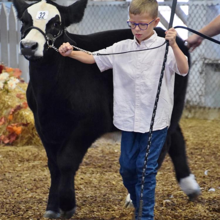 boy with cow