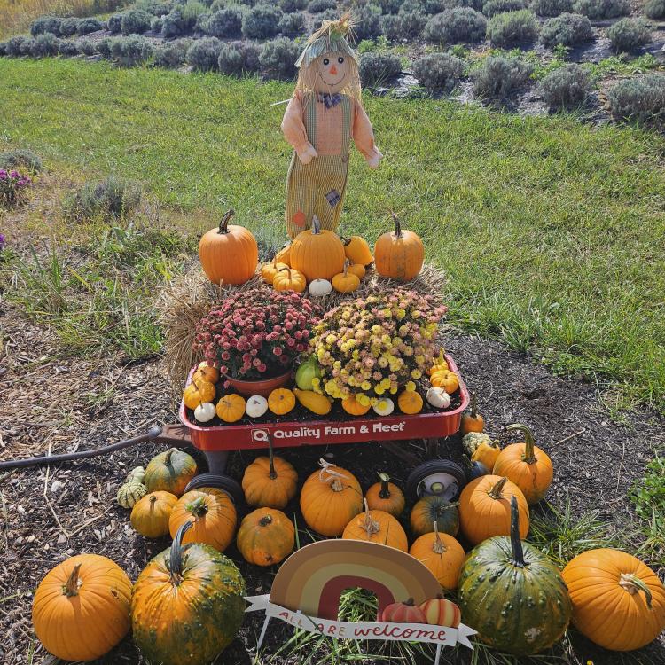 pumpkins and mums in a wagon