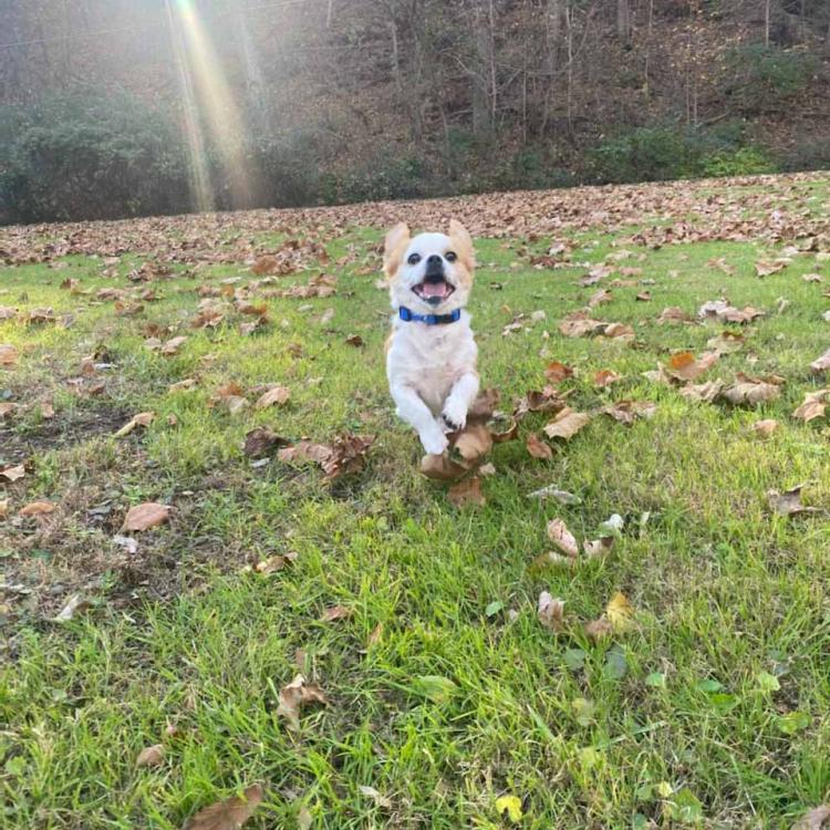 tiny dog bounds through leaves