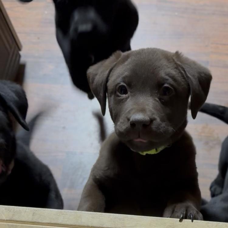 two black puppies at gate