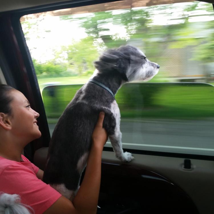 girl in car with dog on lap