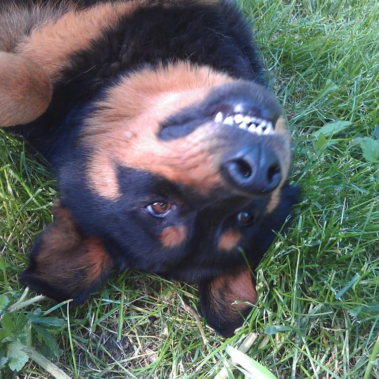 smiley dog lying on back