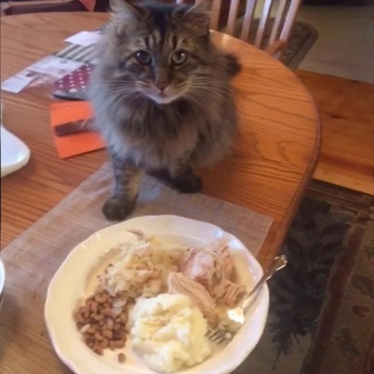 cat on table by plate of Thanksgiving food