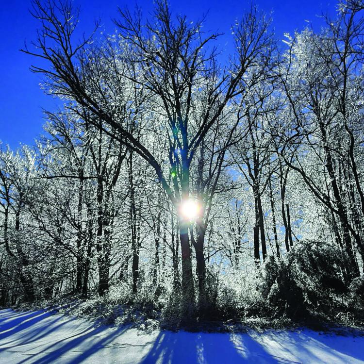 sun showing through snowy trees