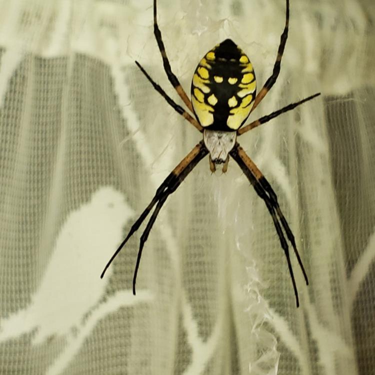 Black and yellow spider on sheer curtain