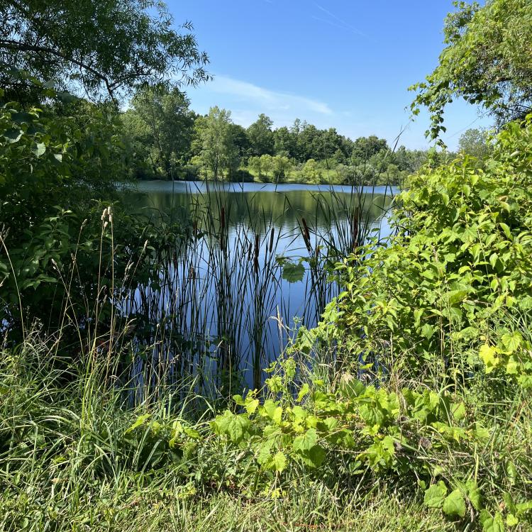 green trees and plants are reflected in lake