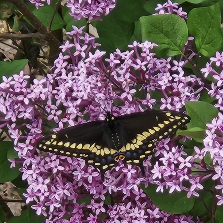 butterfly on lilac blooms