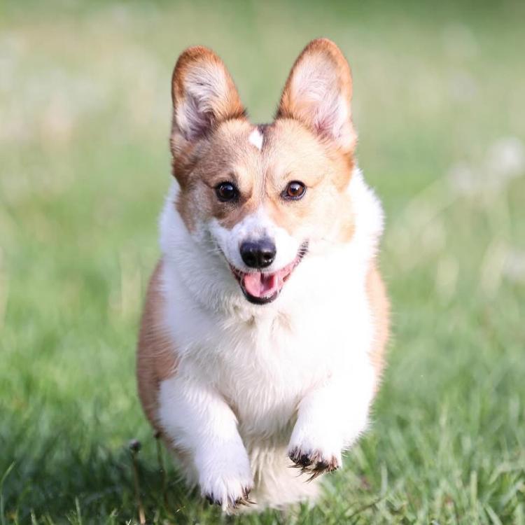 brown and white corgi running