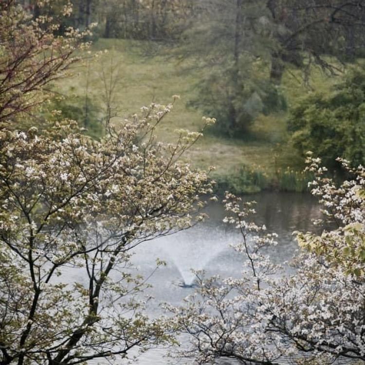 blooming trees overlooking pond