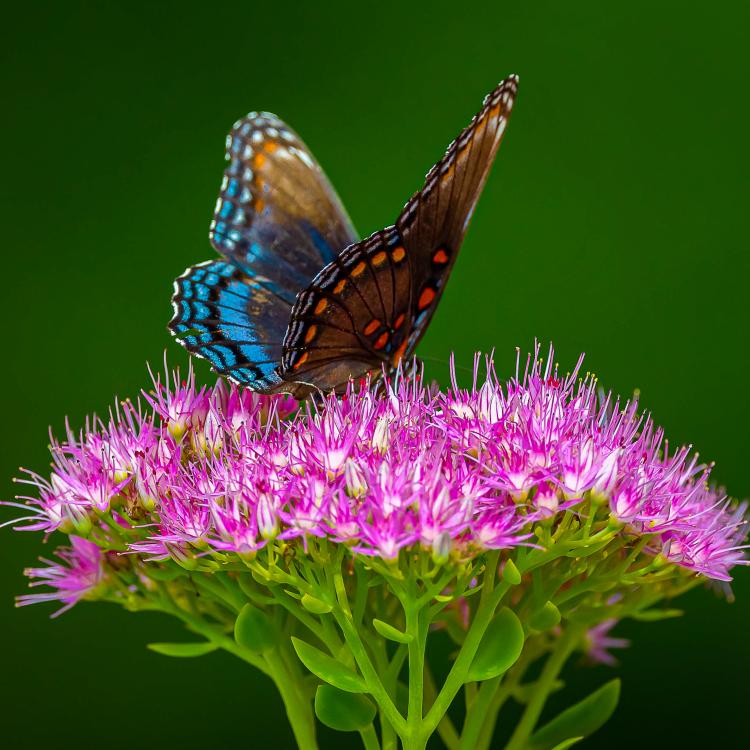 Blue, purple, orange and black butterfly on magenta flower