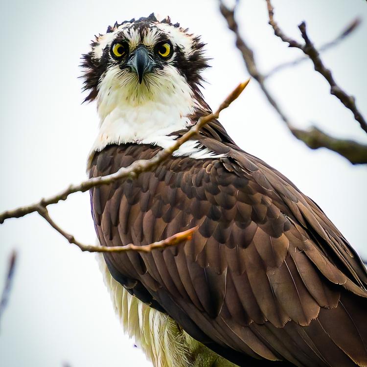 bird with fluffy head feathers