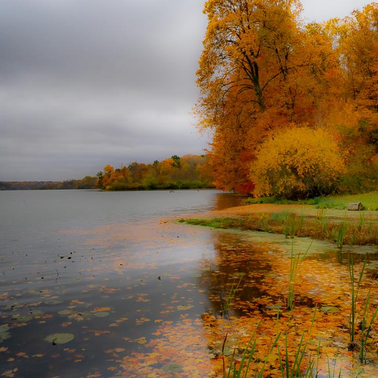 trees along lake edge in fall