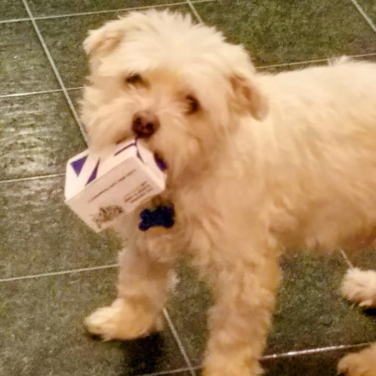 white dog with box in mouth