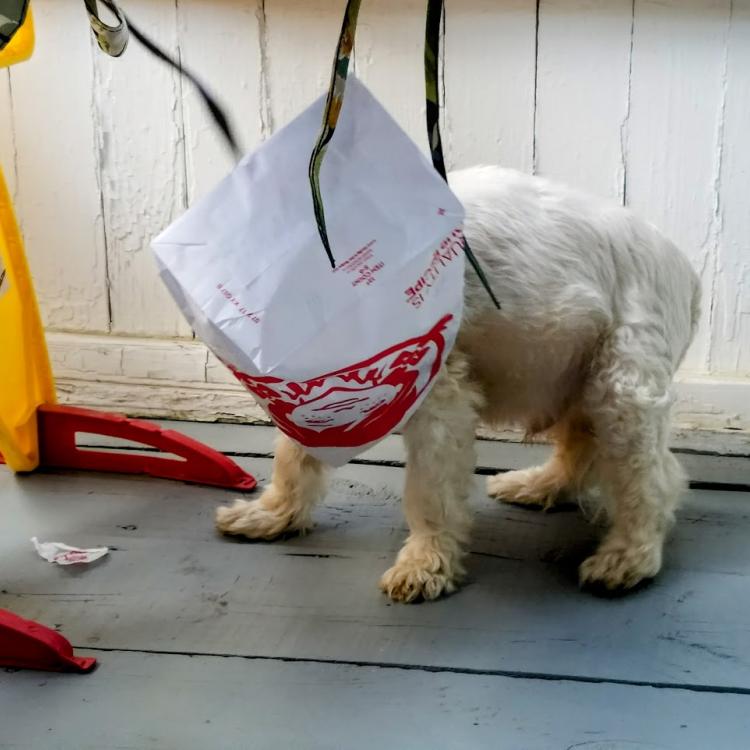 white dog with bag on head
