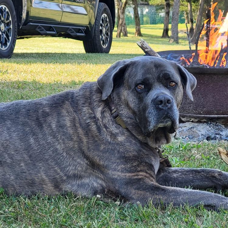 big dog chews a stick in front of campfire