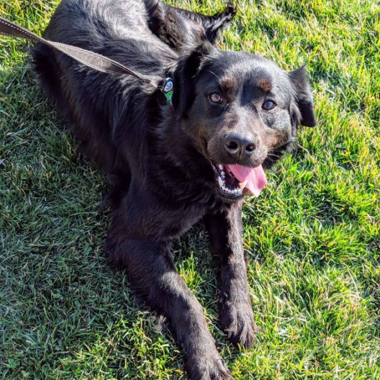 dog lying in grass with tongue hanging out