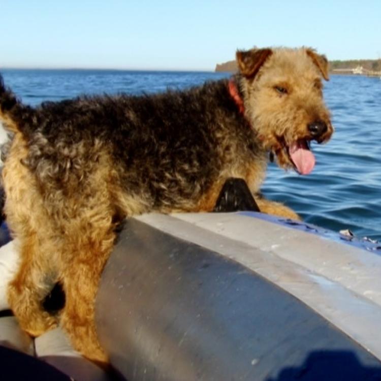 smiling dog on boat