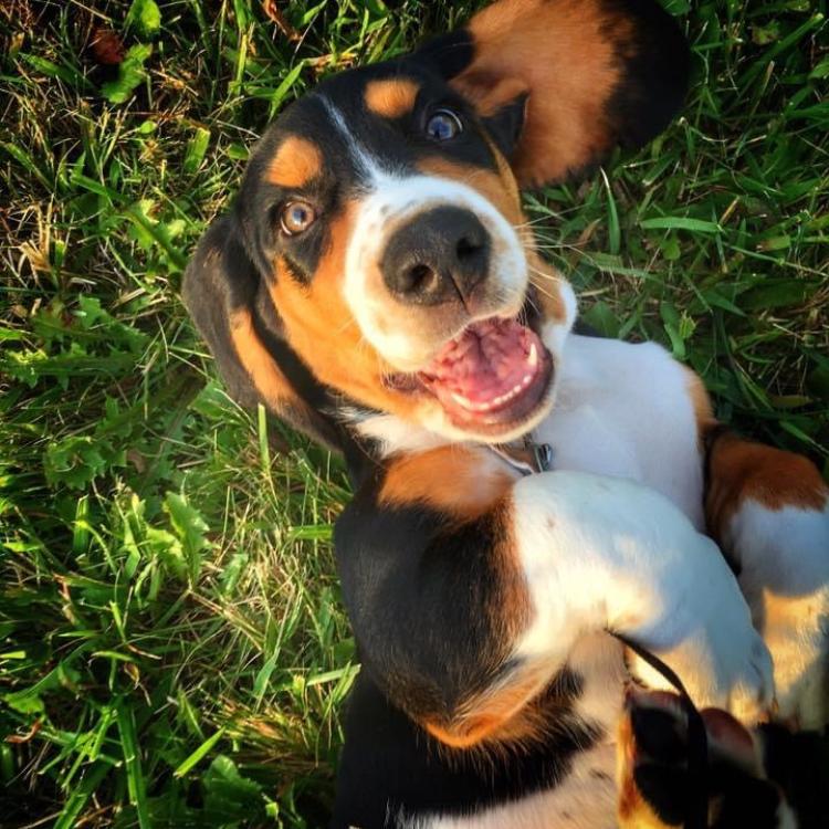 tricolor smiley dog lying in grass