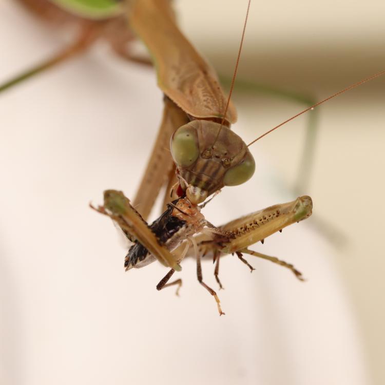 Close up of praying mantis with bug in its mouth