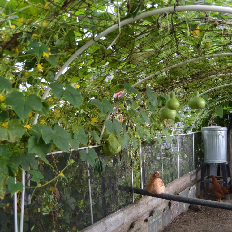 gourds growing on trellis arch