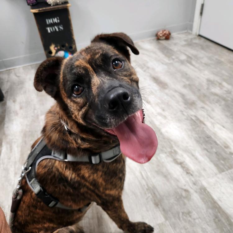 brown brindle dog with tongue hanging out