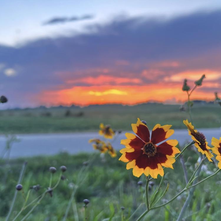 yellow and brown flowers