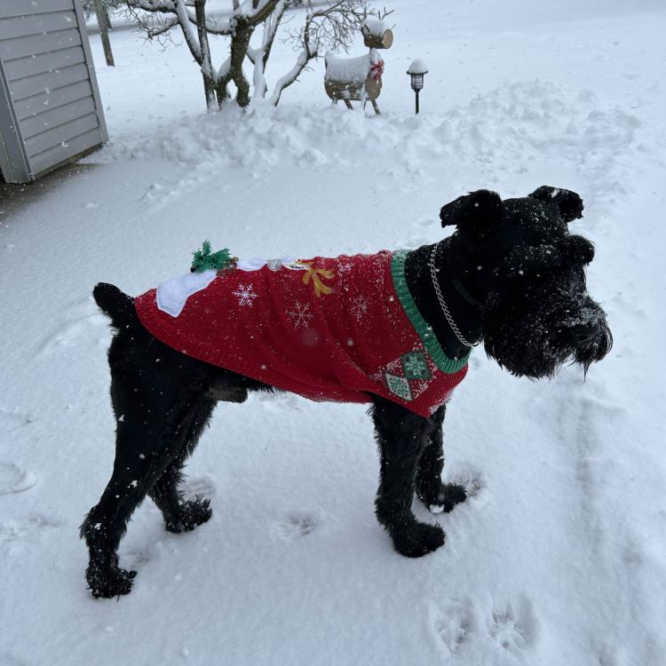 black dog in red sweater in snow