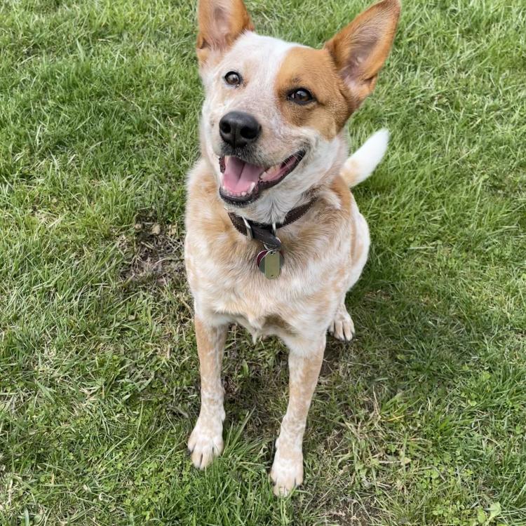smiley brown and white dog sitting on grass
