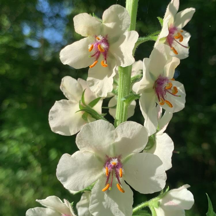 white flowers in bloom