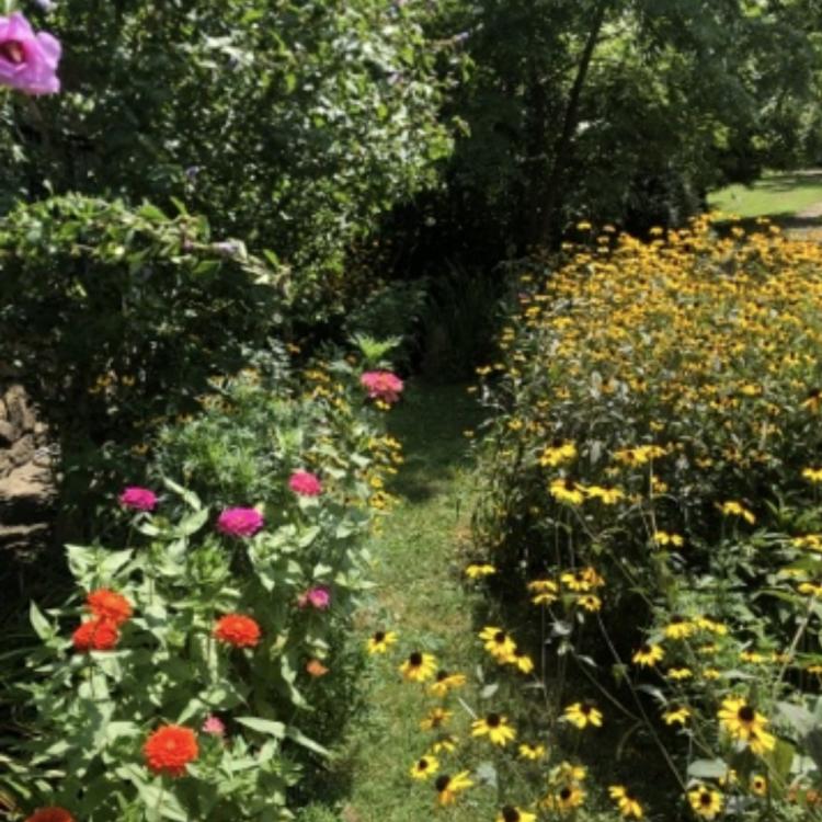 path lined with flowers