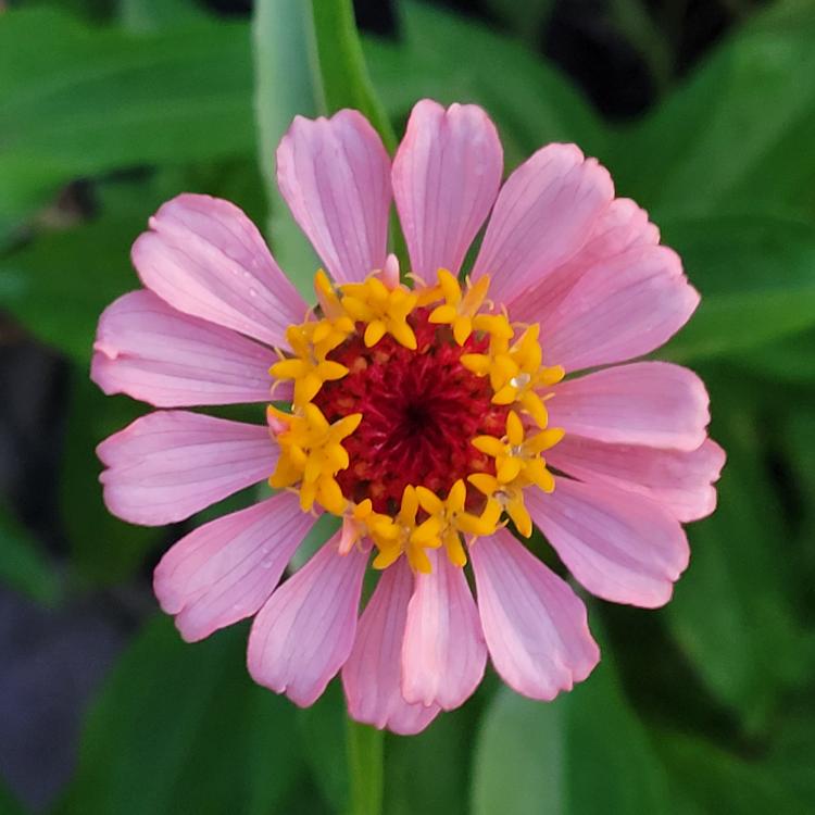 pink flower bloom