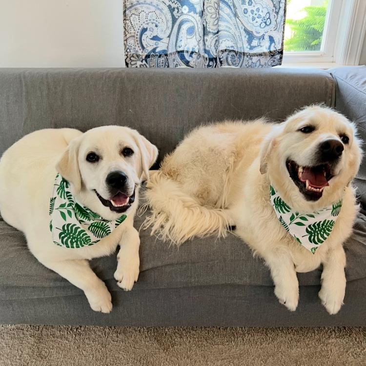 two yellow dogs with bandanas